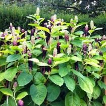 Лаконос многотычинковый, или Лаконос булавоносный (Phytolacca polyandra) Лаконос многотычинковый, или Лаконос булавоносный (Phytolacca polyandra)