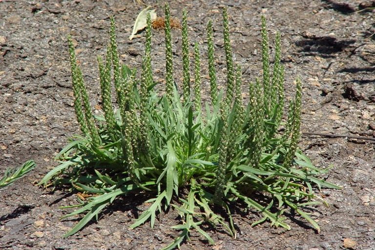 Plantago-coronopus