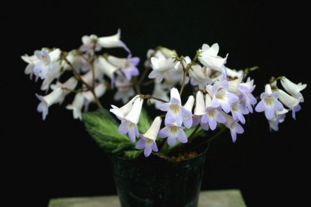 Примулина (Primulina sclerophylla) Примулина (Primulina sclerophylla)