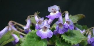 Примулина (Primulina fimbrisepala)