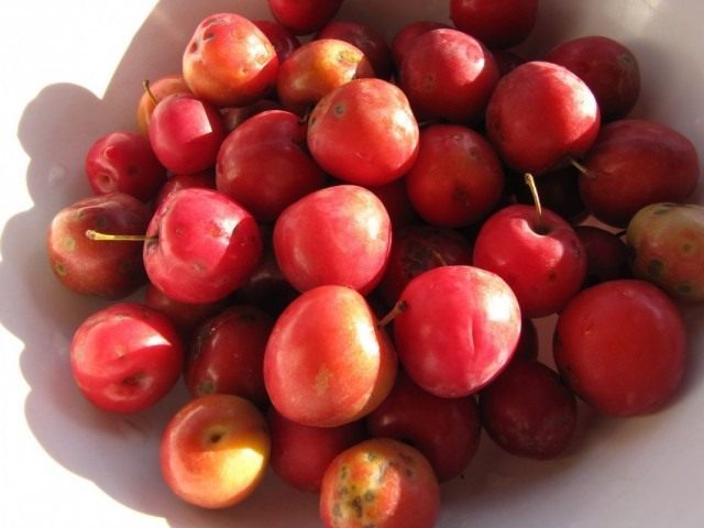 Зрелые плоды алычи