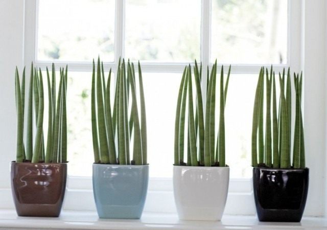 Сансевиерия цилиндрическая (Sansevieria cylindrica) Сансевиерия цилиндрическая (Sansevieria cylindrica)