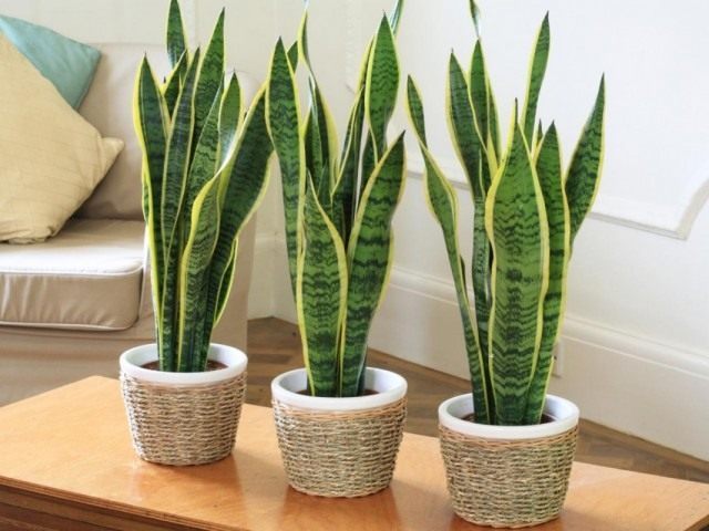Сансевиера трехполосная (Sansevieria trifasciata) Сансевиера трехполосная (Sansevieria trifasciata)