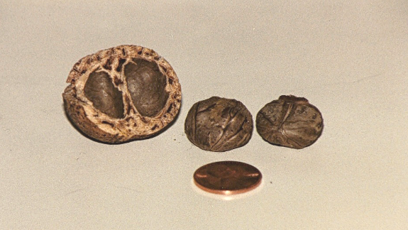 Schinziophyton-rautanenii
