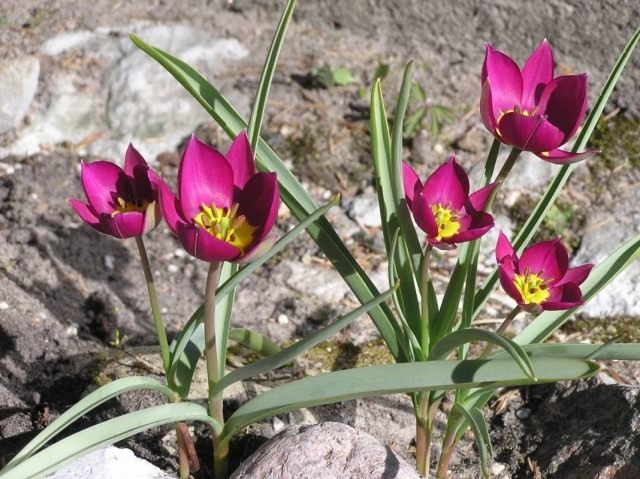 Тюльпан карликовый (Tulipa humilis)