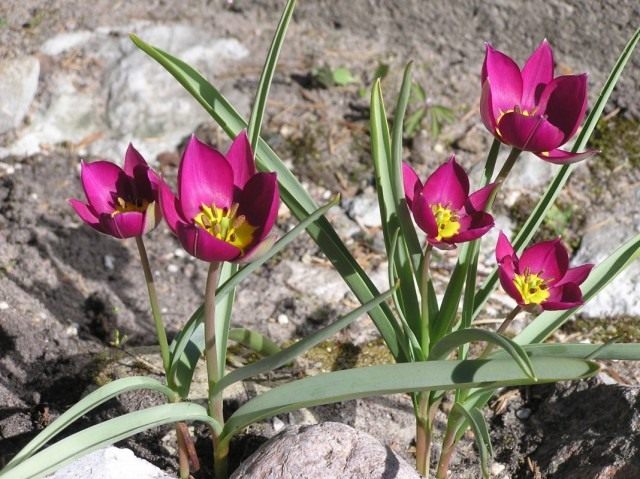 Тюльпан карликовый (Tulipa humilis) Тюльпан карликовый (Tulipa humilis)