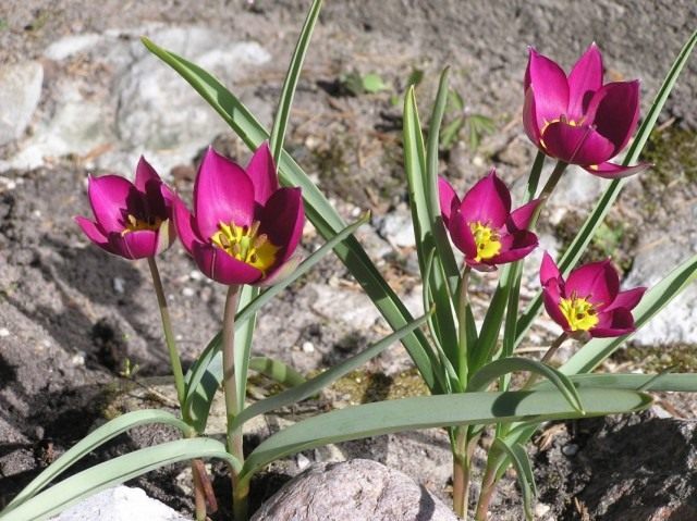 Ð¢ÑÐ»ÑÐ¿Ð°Ð½ ÐºÐ°ÑÐ»Ð¸ÐºÐ¾Ð²ÑÐ¹ (Tulipa humilis)