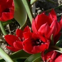 Тюльпан карликовый «Liliput» Тюльпан карликовый «Liliput»