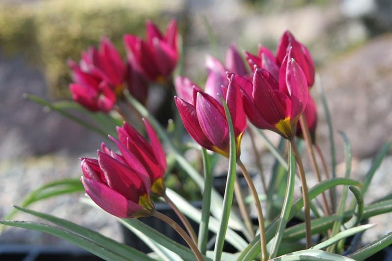 Tulipa-humilis-Odalisque-2