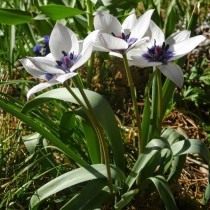 Тюльпан карликовый «Alba Coerulea Oculata» Тюльпан карликовый «Alba Coerulea Oculata»