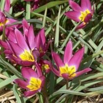 Тюльпан карликовый «Violacea»