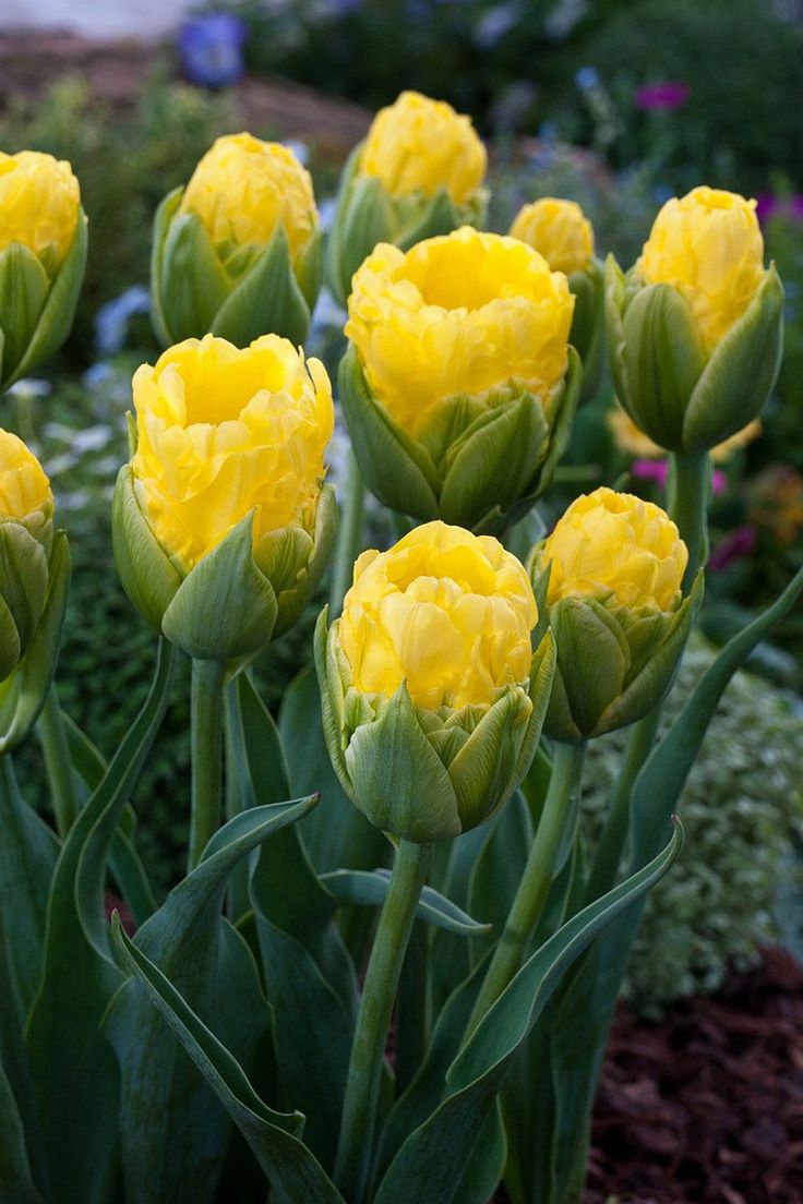 Tulips-Pop-Up-Yellow-2