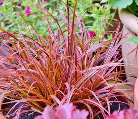 Унциния — медный контейнерный злак - Декоративно-лиственные травянистые Унциния красная «Эверфлэйм» (Uncinia rubra 'Everflame')