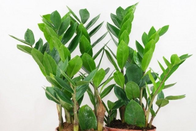 Замиокулькас замиелистный (Zamioculcas zamiifolia) Замиокулькас замиелистный (Zamioculcas zamiifolia)