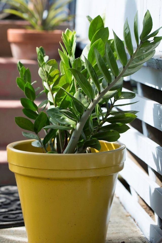 Замиокулькас замиелистный (Zamioculcas zamiifolia) Замиокулькас замиелистный (Zamioculcas zamiifolia)