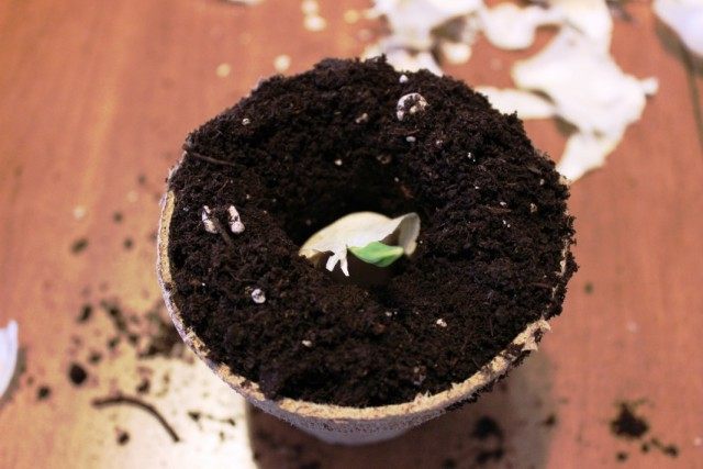 Выращивание чеснока на подоконнике