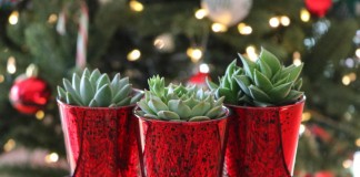 Украшение комнатных растений к новому году и рождеству