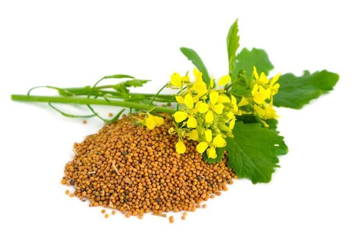 mustard-seed