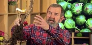 Саженцы плодово-ягодных культур