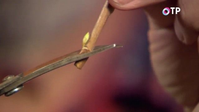 Под почкой верхнего черенка делаем косой срез. Под почкой верхнего черенка делаем косой срез.