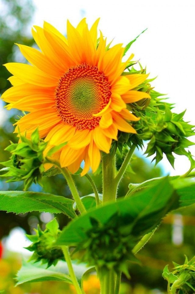 Подсолнечник однолетний, или Подсолнечник масличный (Helianthus annuus). Народное название — подсолнух Подсолнечник однолетний, или Подсолнечник масличный (Helianthus annuus). Народное название — подсолнух