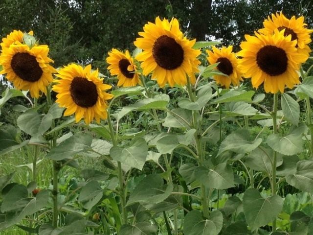 Подсолнечник однолетний, или Подсолнечник масличный (Helianthus annuus) Подсолнечник однолетний, или Подсолнечник масличный (Helianthus annuus)