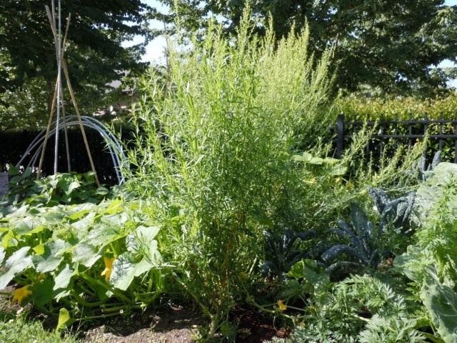Полынь эстрагонная, или эстрагон, или тархун (Artemisia dracunculus) Полынь эстрагонная, или эстрагон, или тархун (Artemisia dracunculus)