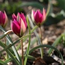 Тюльпан карликовый «Persian Pearl» Тюльпан карликовый «Persian Pearl»