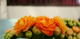 Каланхоэ Блоссфельда (Kalanchoe blossfeldiana)