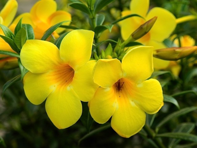 Алламанда слабительная (Allamanda cathartica) Алламанда слабительная (Allamanda cathartica)