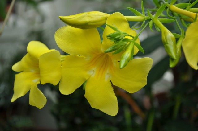 Алламанда слабительная (Allamanda cathartica) Алламанда слабительная (Allamanda cathartica)