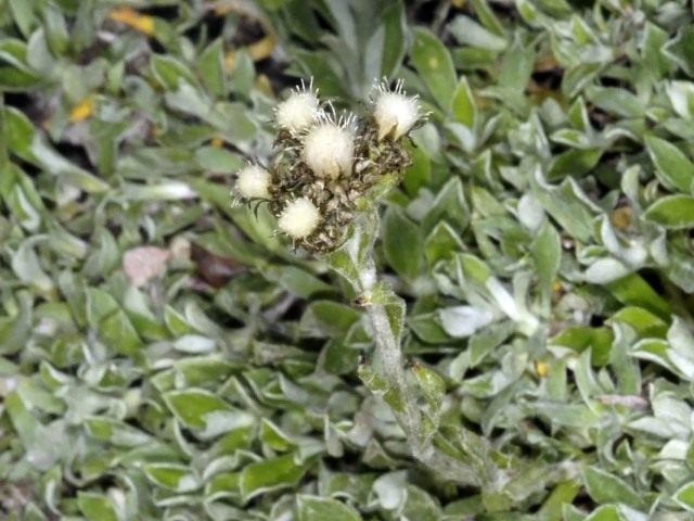 Кошачья лапка альпийская, или Антеннария альпийская (Antennaria alpina) Кошачья лапка альпийская, или Антеннария альпийская (Antennaria alpina)