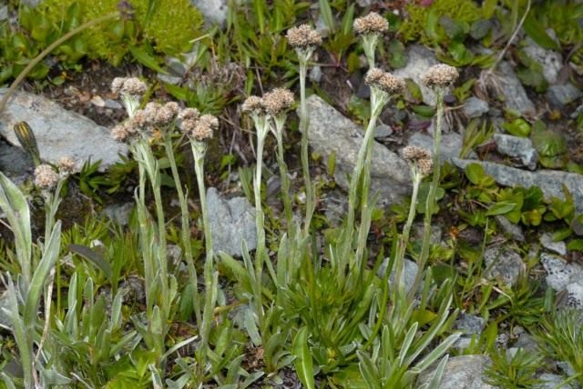 Кошачья лапка карпатская, или Антеннария карпатская (Antennaria carpatica) Кошачья лапка карпатская, или Антеннария карпатская (Antennaria carpatica)
