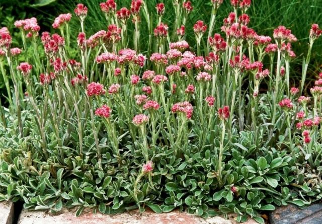 Кошачья лапка двудомная, или Антеннария двудомная «Рубра» (Antennaria dioica 'Rubra') Кошачья лапка двудомная, или Антеннария двудомная «Рубра» (Antennaria dioica 'Rubra')