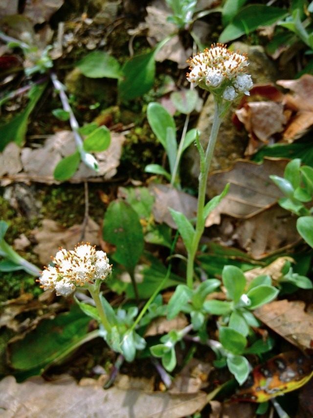 Кошачья лапка подорожниколистная, или Антеннария подорожниколистная (Antennaria plantaginifolia) Кошачья лапка подорожниколистная, или Антеннария подорожниколистная (Antennaria plantaginifolia)