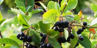 Арония черноплодная, или Черноплодная рябина (Aronia melanocarpa)