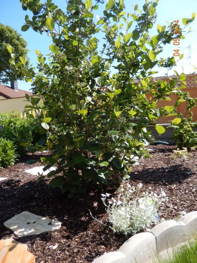 Арония черноплодная, или Черноплодная рябина (Aronia melanocarpa) Арония черноплодная, или Черноплодная рябина (Aronia melanocarpa)