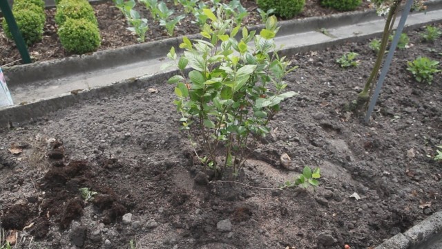 Арония черноплодная, или Черноплодная рябина (Aronia melanocarpa) Арония черноплодная, или Черноплодная рябина (Aronia melanocarpa)