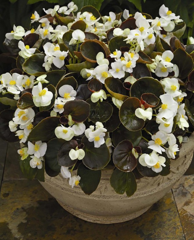 Бегония клобучковая, или бегония вечноцветущая (Begonia cucullata) Бегония клобучковая, или бегония вечноцветущая (Begonia cucullata)