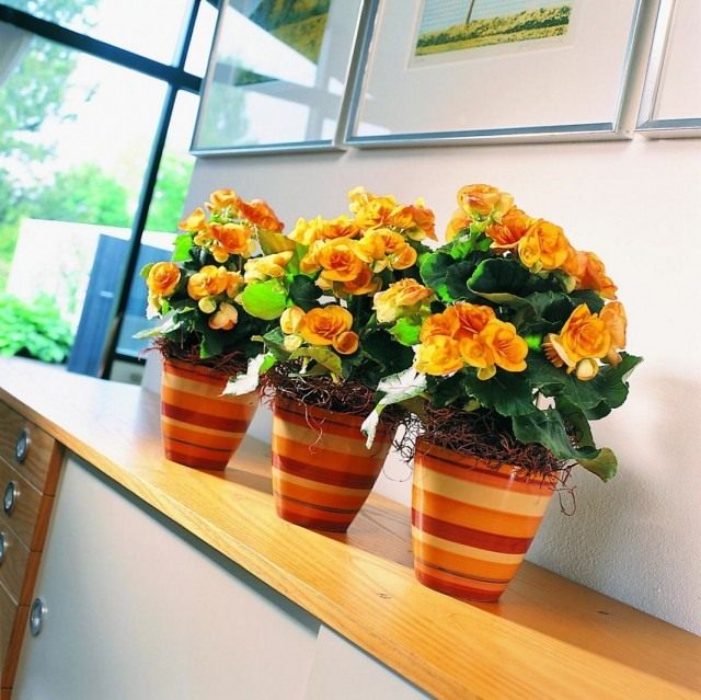 Бегония группы 'Elatior' (Begonia elatior) Бегония группы 'Elatior' (Begonia elatior)