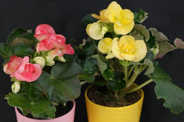 Бегония элатиор (Begonia elatior) Бегония элатиор (Begonia elatior)