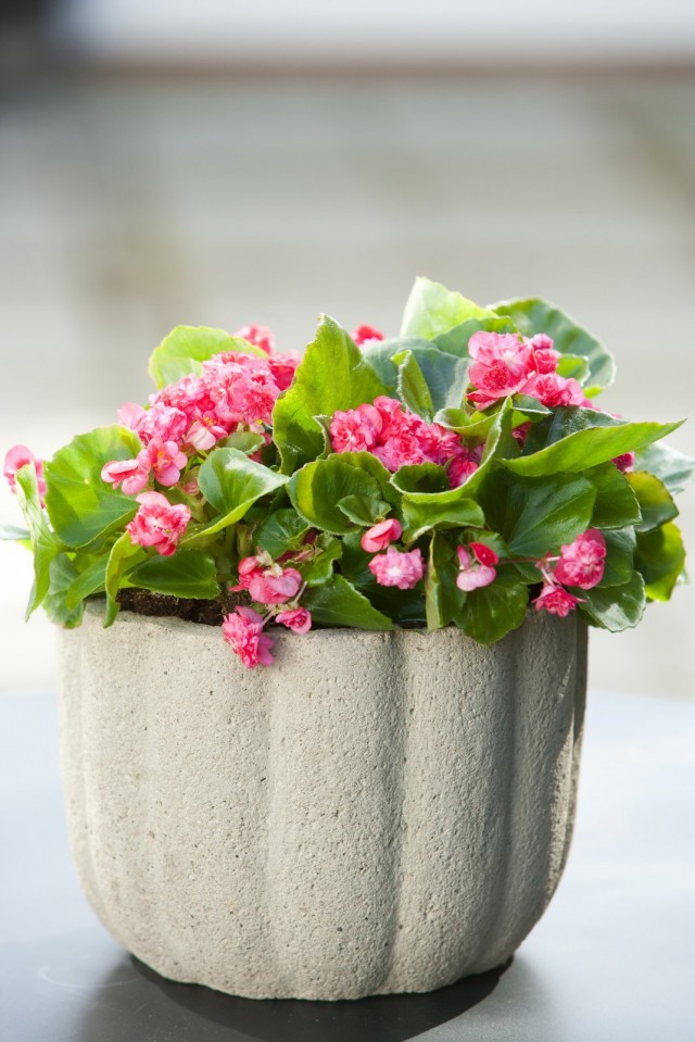 Бегония клобучковая, или бегония вечноцветущая (Begonia cucullata) Бегония клобучковая, или бегония вечноцветущая (Begonia cucullata)