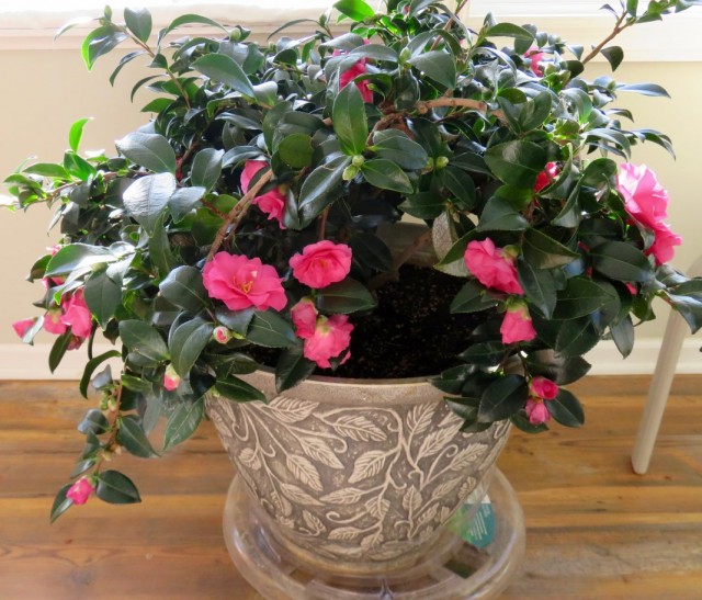 Камелия японская (Camellia japonica) Камелия японская (Camellia japonica)