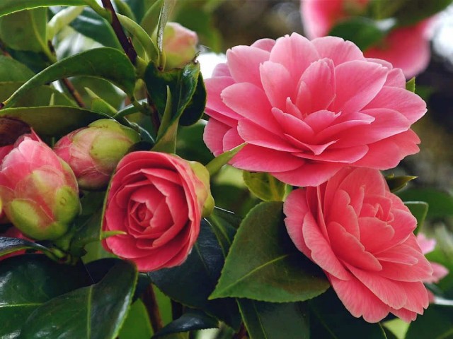 Камелия японская (Camellia japonica) Камелия японская (Camellia japonica)