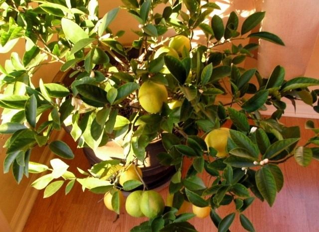 Лимон (Citrus limon) Лимон (Citrus limon)