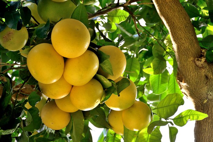 Citrus-paradisi