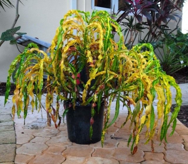 Кодиеум пёстрый (Codiaeum variegatum) Кодиеум пёстрый (Codiaeum variegatum)