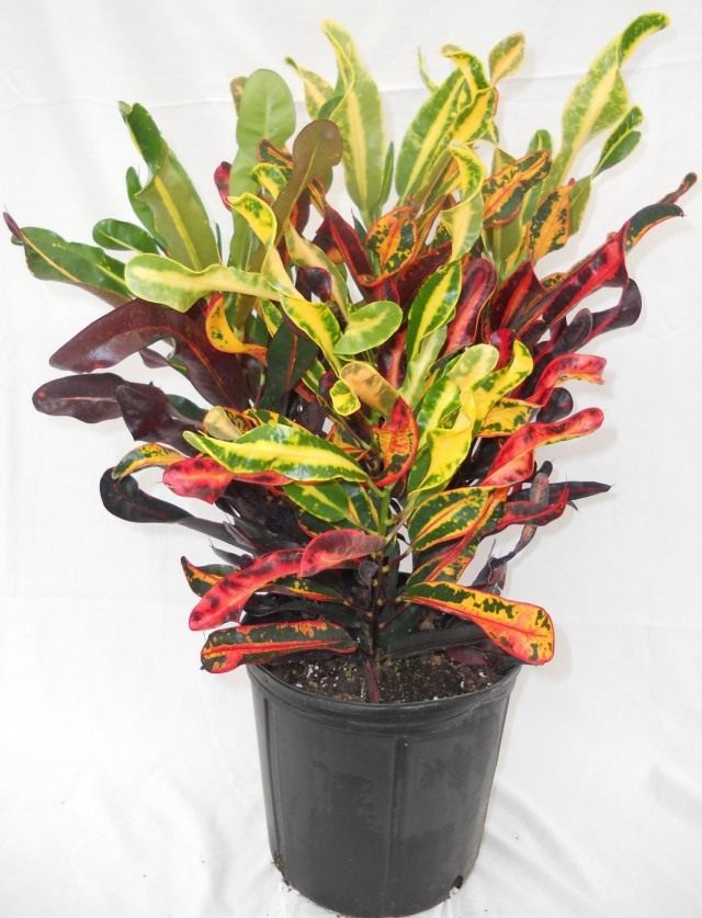 Кодиеум пёстрый (Codiaeum variegatum) Кодиеум пёстрый (Codiaeum variegatum)