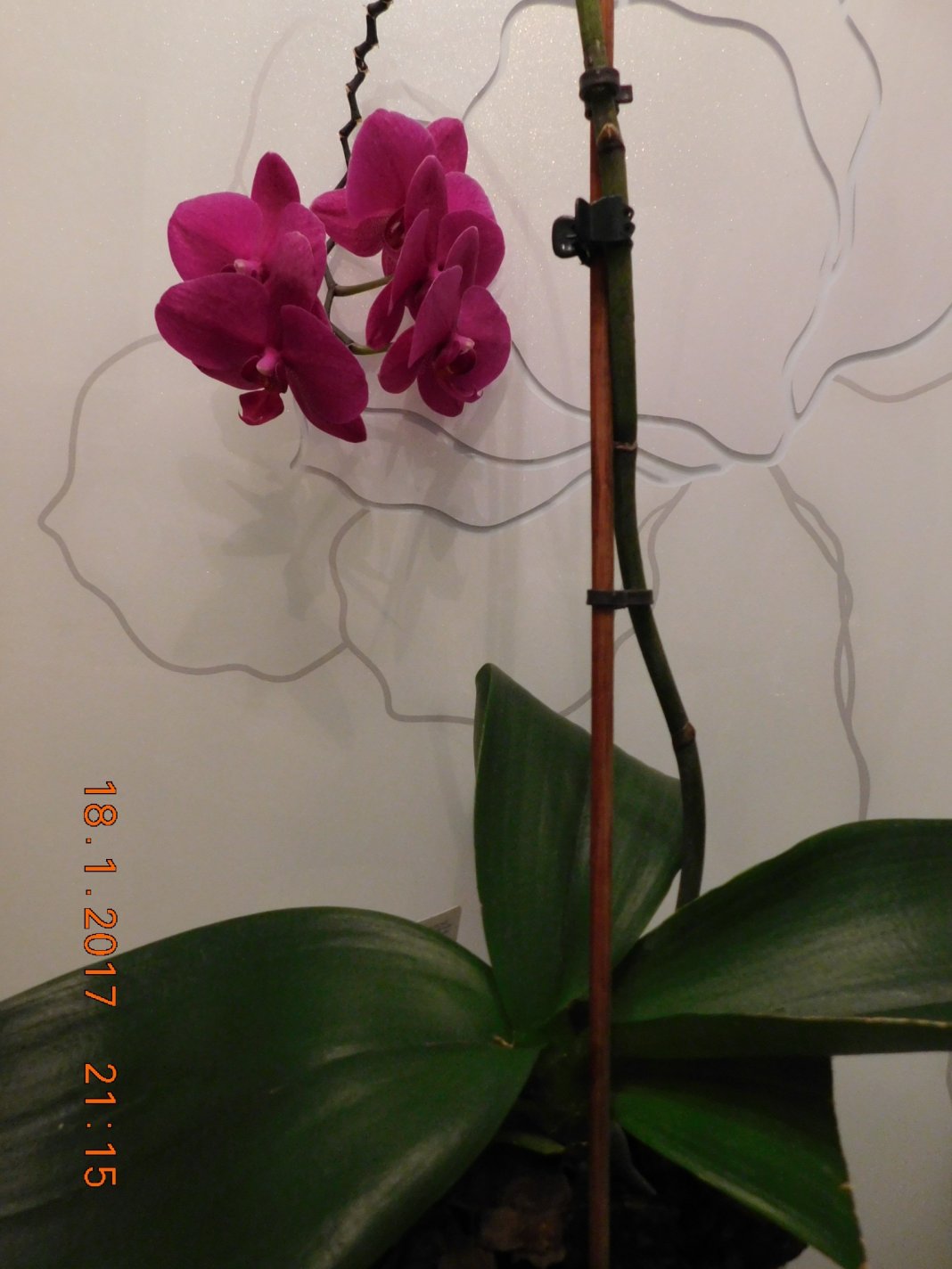 DSCN0509
