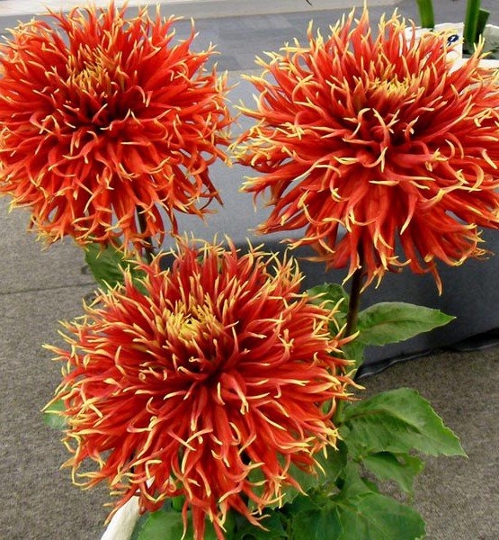Dahlia-Show-and-Tell-1